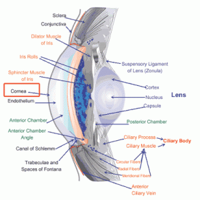 cornea